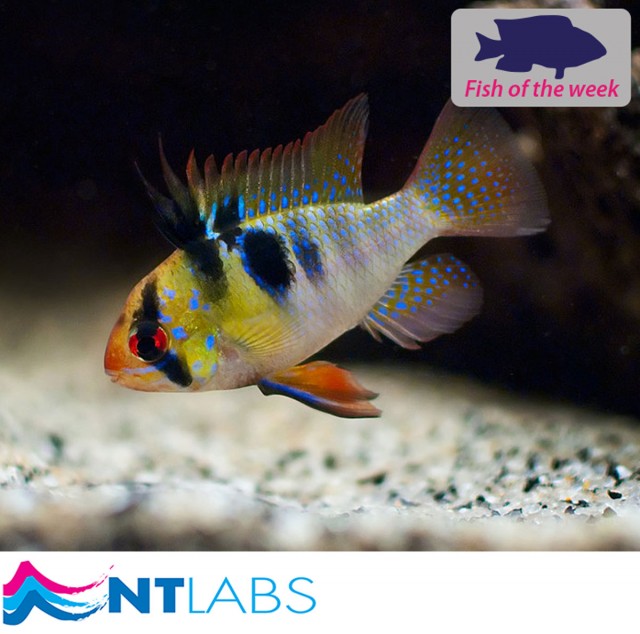 Ram Cichlid