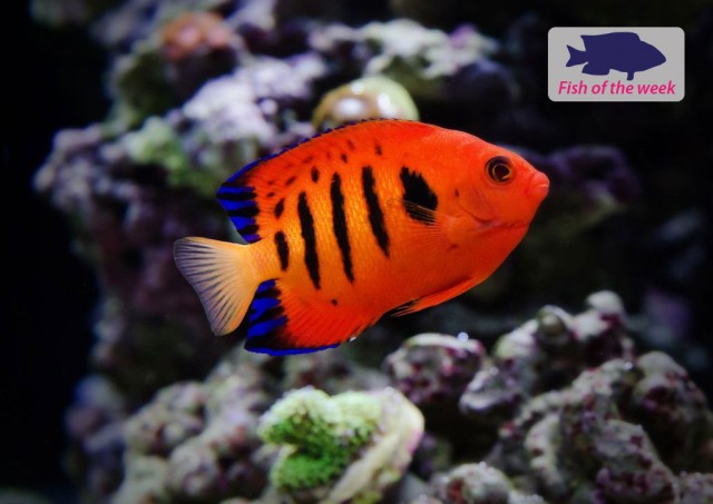 Fire Angelfish