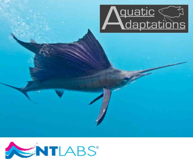 Sailfish
