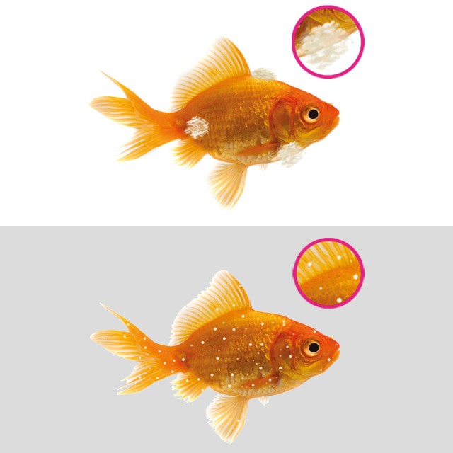 Aquarium Medicine - Anti-White Spot & Fungus From Nt Labs