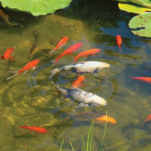 Multi-Season Pond Food Lifestyle 2