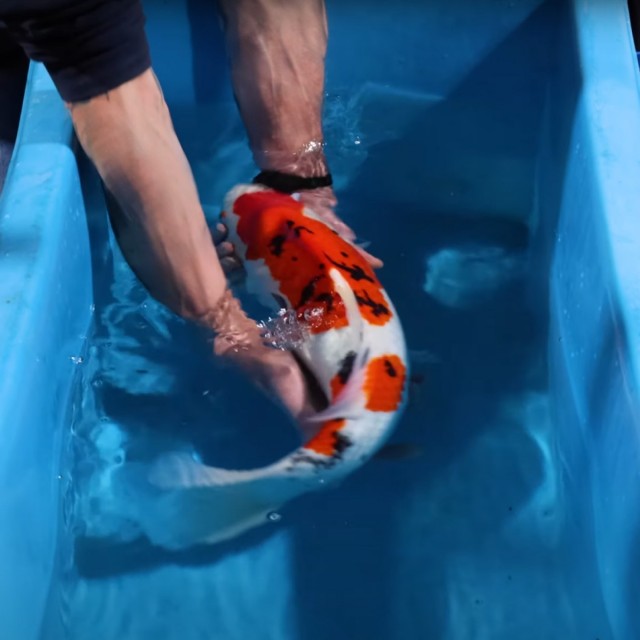 Koi Calm Lifestyle 1