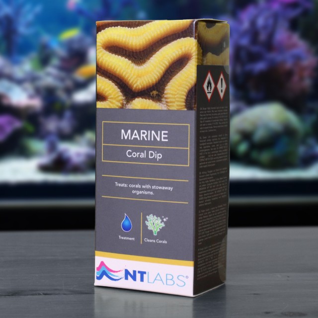 Marine Coral Dip Display