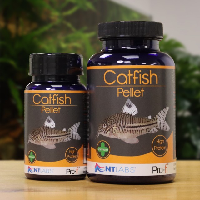 Catfish Pellets Display