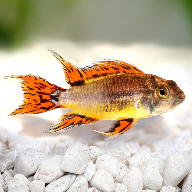 Cichlid Red LS3