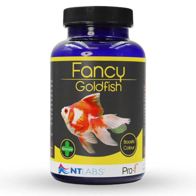 Fancy Goldfish Front
