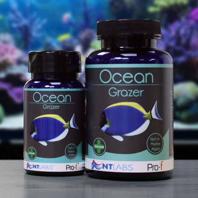 Ocean Grazer Display