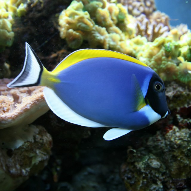 Ocean Grazer LS1