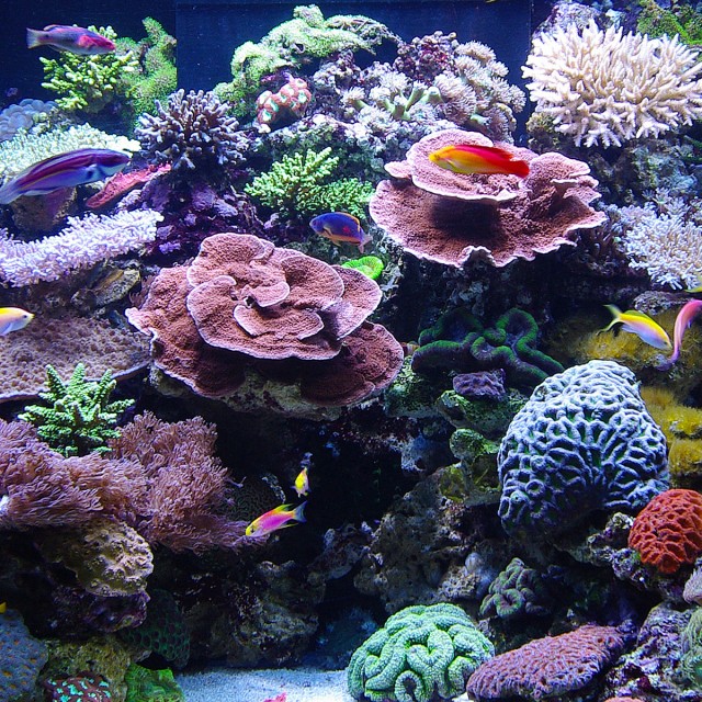 Probiotic Marine LS3