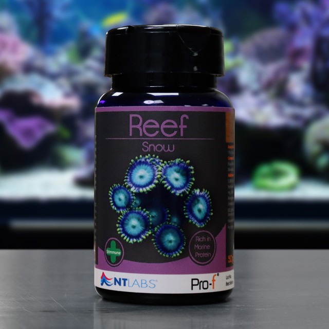 Reef Snow Display