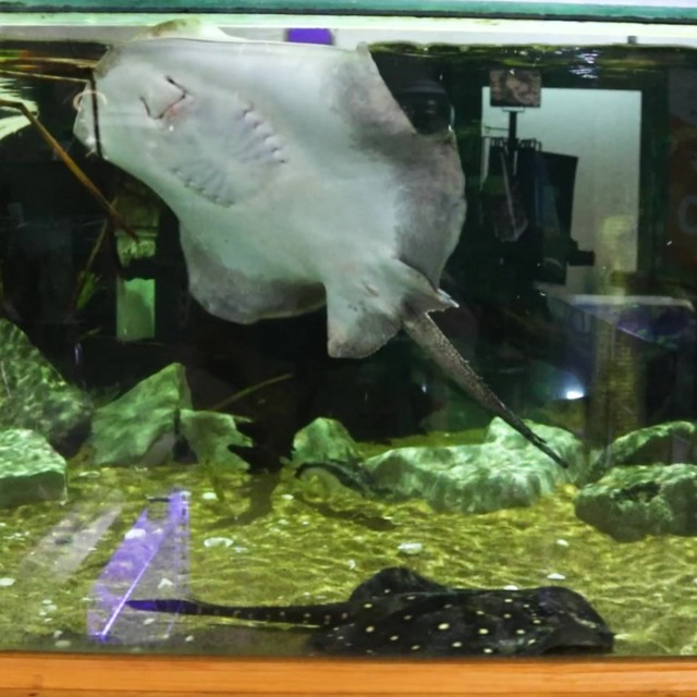 Stingray Pellets LS3