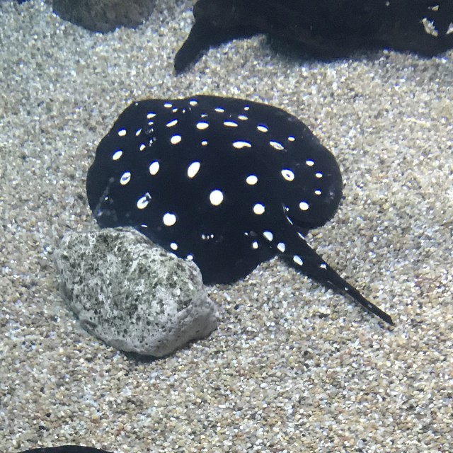 Stingray Pellets LS1