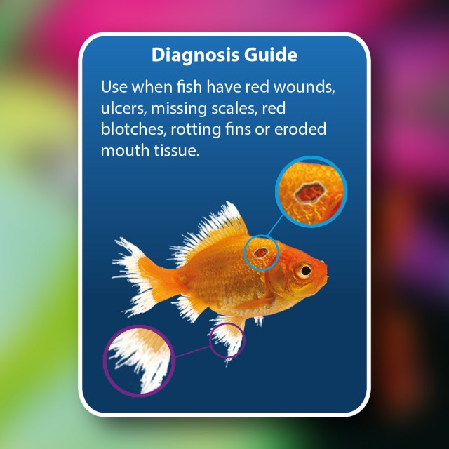Anti-Ulcer & Finrot Diagnosis Guide