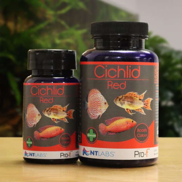 Cichlid Red Display (NEW)